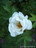 Rosa alba Semiplena