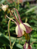 Aquilegia viridiflora 2010_06_08.JPG