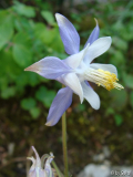 Aquilegia amaliae s_ ottonis 2010_06_08.