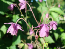 Semiaquilegia ecalcarata 2010_06_05 (1).