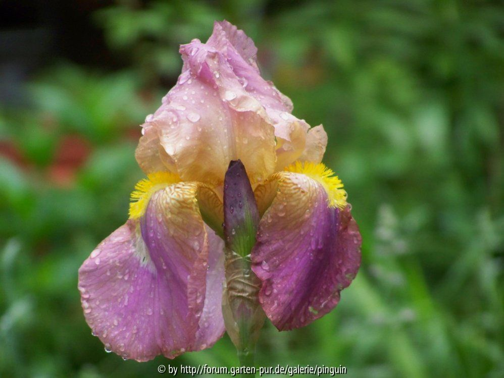 Iris Olympic Force - seitlich