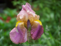 Iris Olympic Force - seitlich