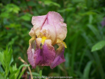 Iris Olympic Force