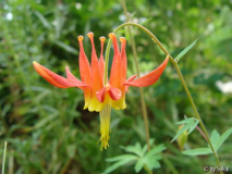 Aquilegia formosana 2010_06_10.JPG