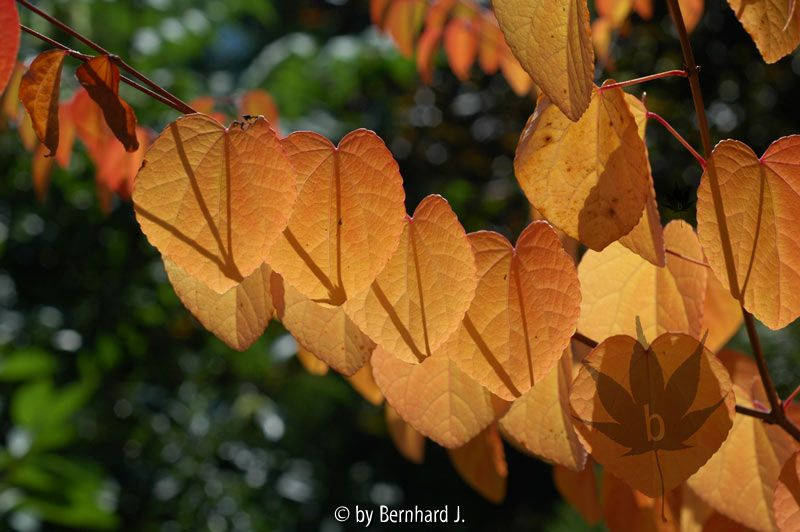 Cercidiphyllum japonicum - Katsurabaum - Lebkuchenbaum