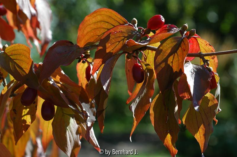 Cornus officinalis