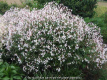 Gillenia trifoliata 2010-06