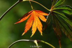 Acer palmatum 'Omure yama'