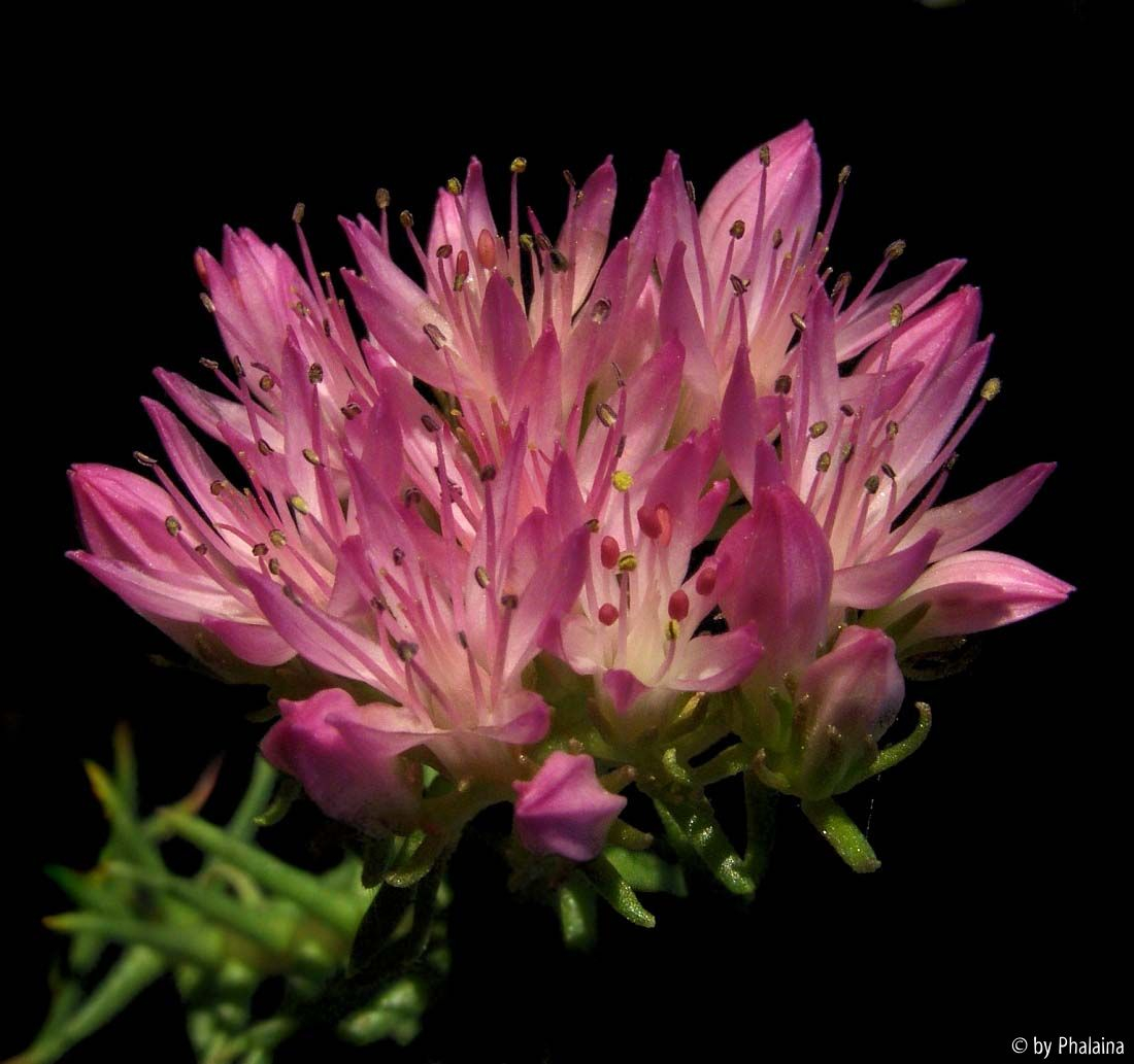 Pseudosedum ferganense