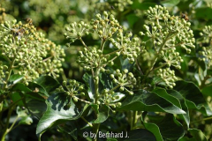 Hedera helix - Efeu