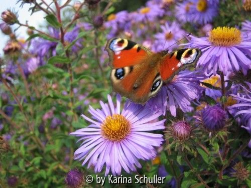 Tagpfauenauge auf Aster