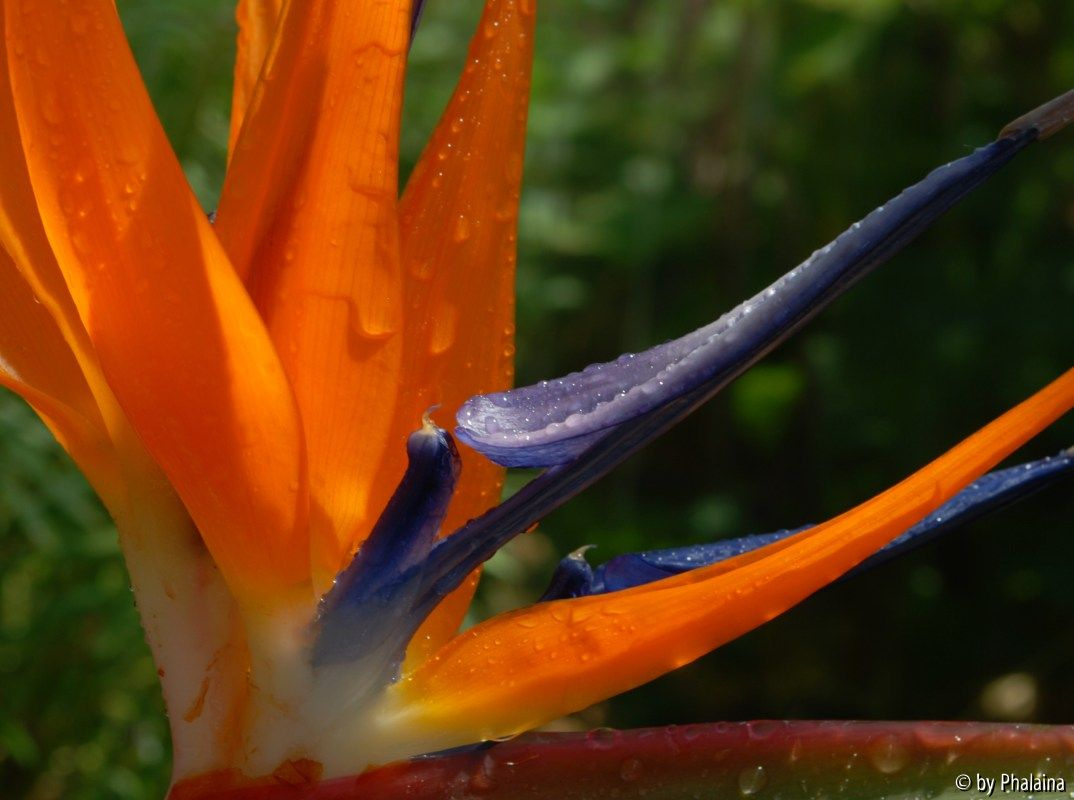 Strelitzia reginae