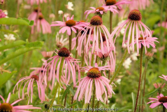 Echinacea simulata