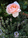 Ambridge Rose