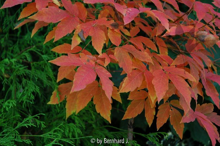 Acer triflorum - Dreiblütiger Ahorn