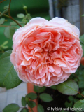 Abraham Darby die Allererste