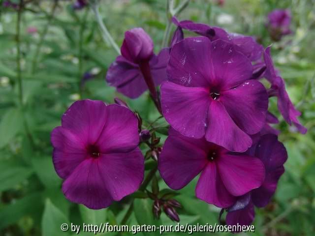 Phlox Düsterlohe