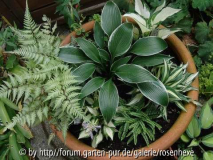 Trog mit Hosta 2010