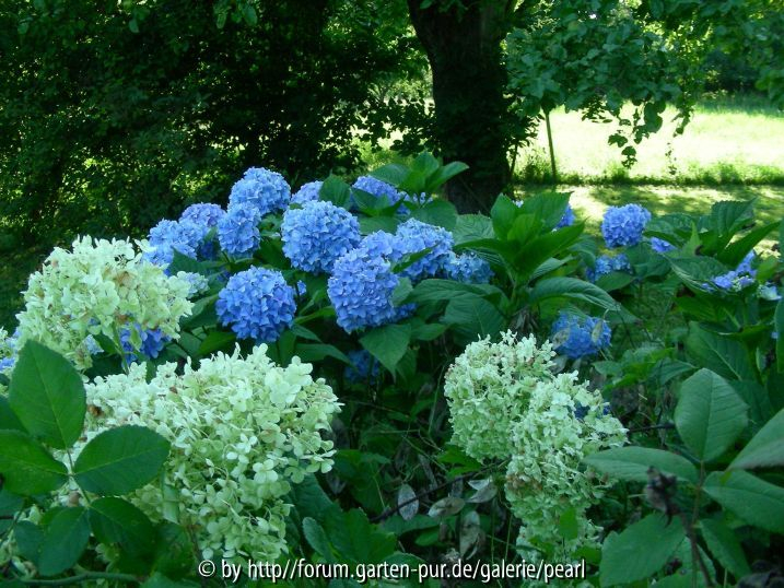 Hortensien weiß blau