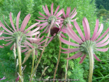 Echinacea tennesseensis