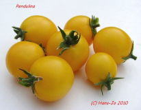 Pendulina Frucht