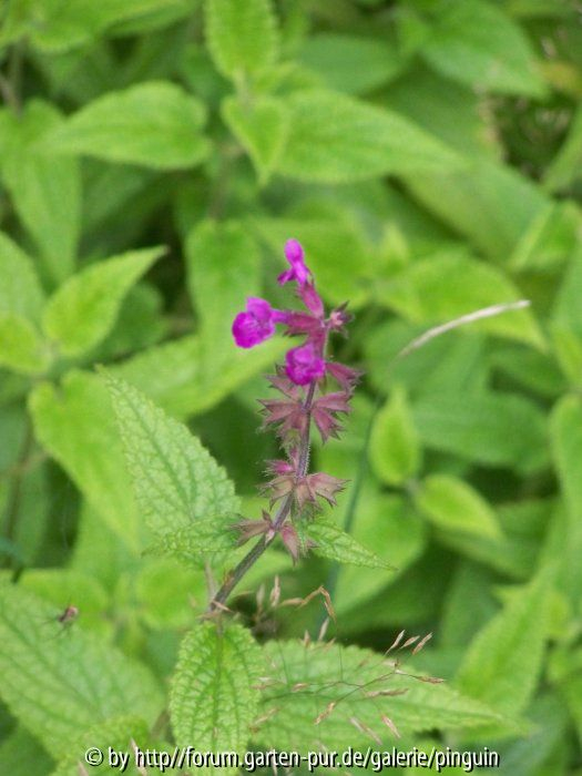 Knollen-Ziest Stachys affinis