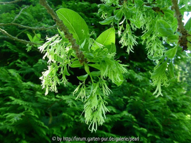 Park Härle Chionanthus virginica