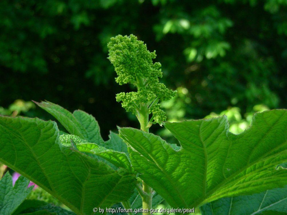 Hydrangea quercifolia