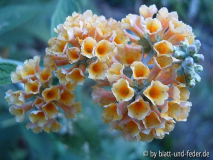 Buddleja x weyeriana Sungold