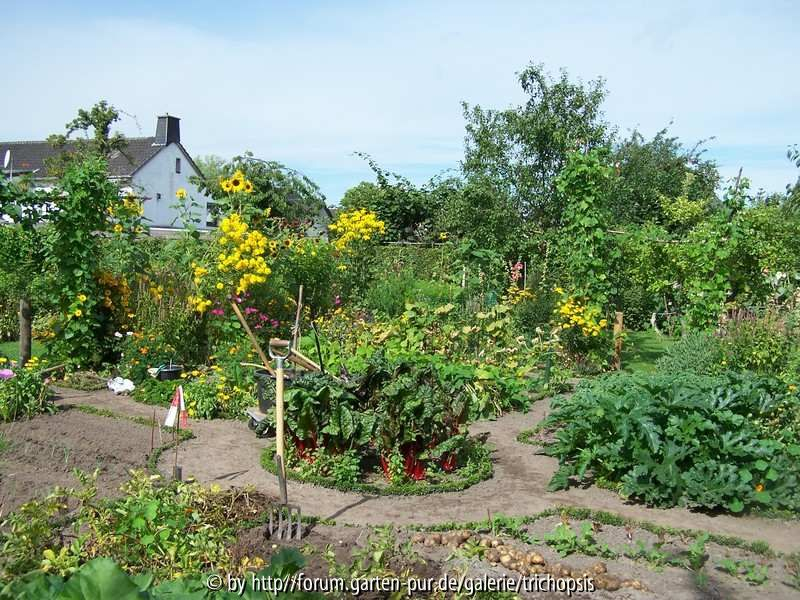 Gemüsegarten2010_09