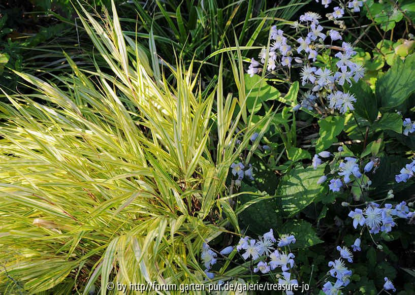 Clematis x jouiniana neben Hakonechloa