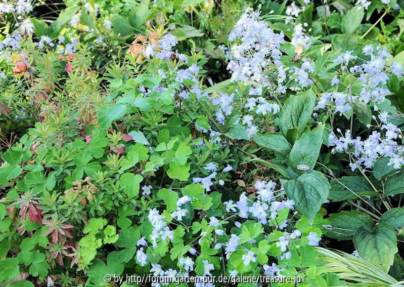 Clematis x jouiniana zwischen Stauden 3