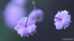 Thalictrum