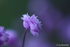 Thalictrum2