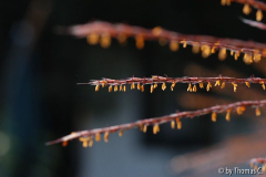 Schilf im Herbst