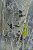 Sorbus, Rindenschaden