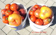 geplatzte Tomaten