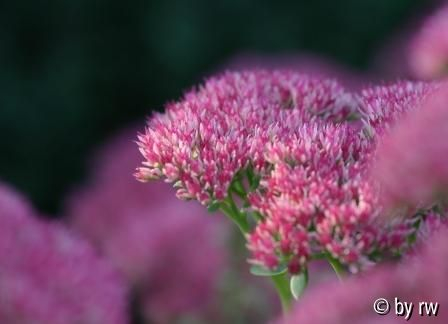 Sedum telephium