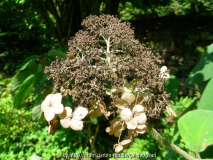 Samthortensie trockene Blüte