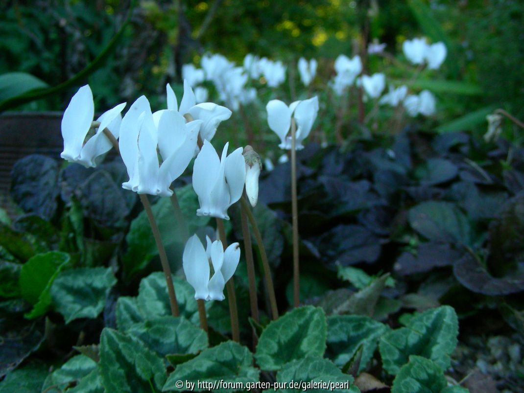 Cyclamen hederifolium Album