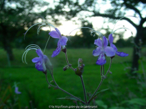 Caryopteris divaricata