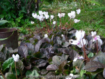 Cyclamen Album und Ajuga Dunkellaubig