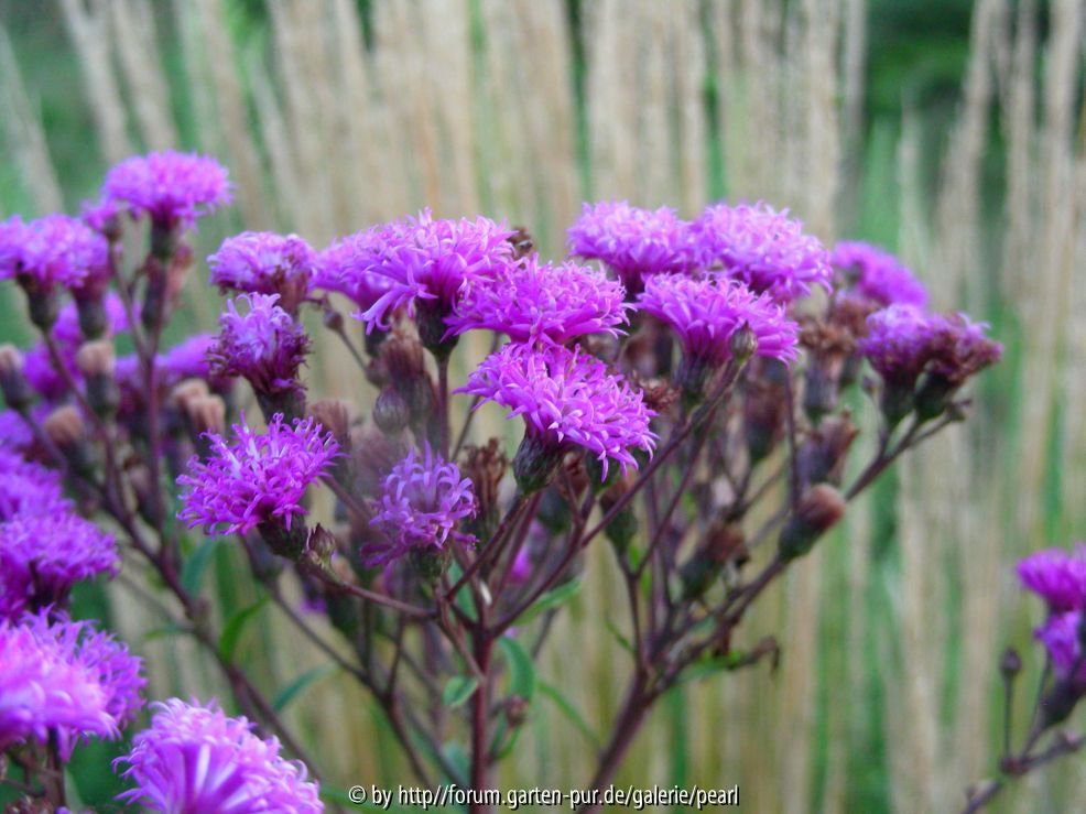 Vernonia crinita nah 2010