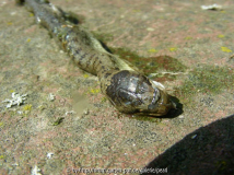 Schlingnatter Coronella austriaca Hinterkopf