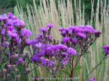 Vernonia crinita 2010