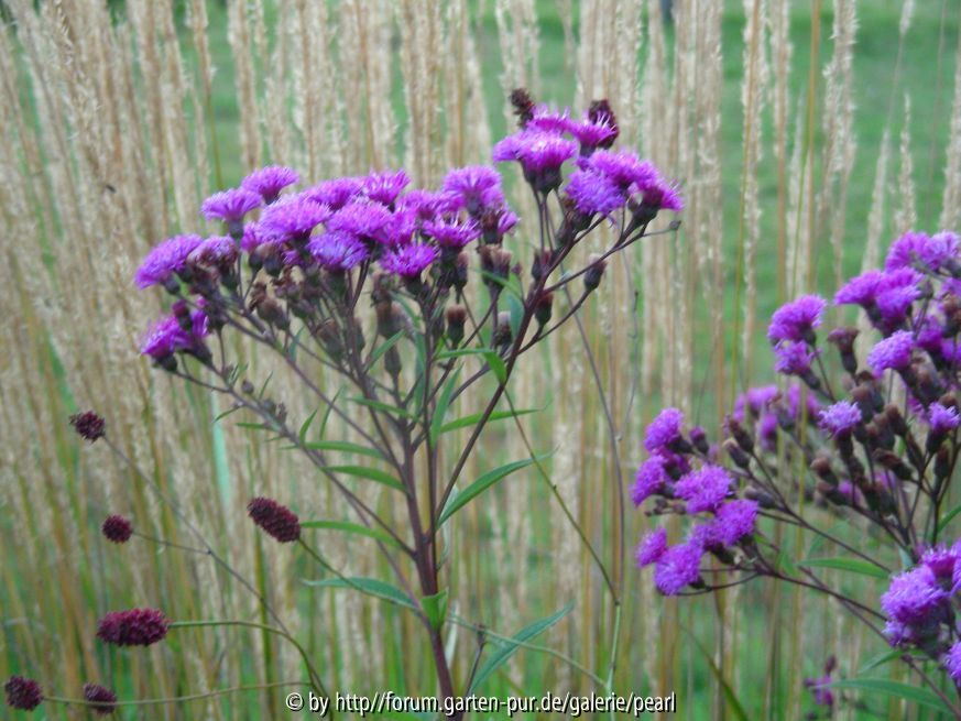 Vernonia mit Arnhem 2010