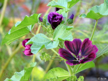 Malva sylvestris