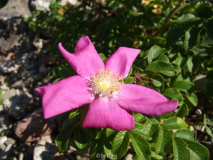 Rugosa