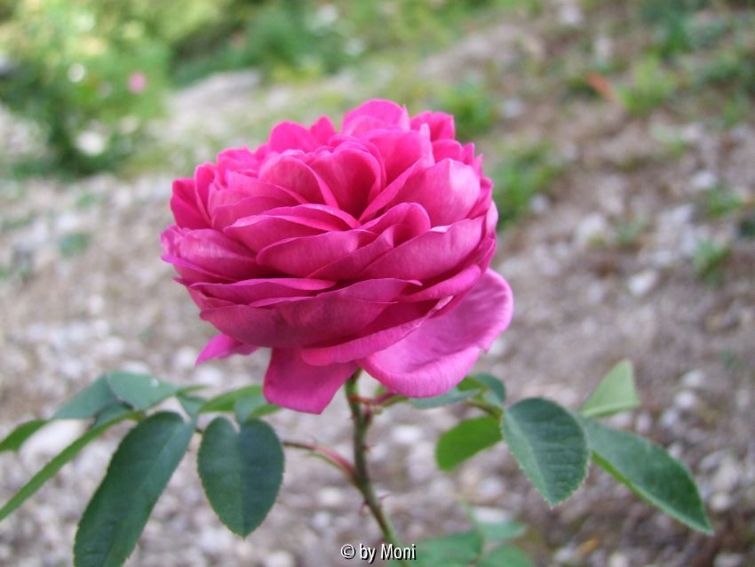 Rose de Resht 2