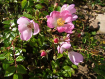 Rosa Sternenflor Sept